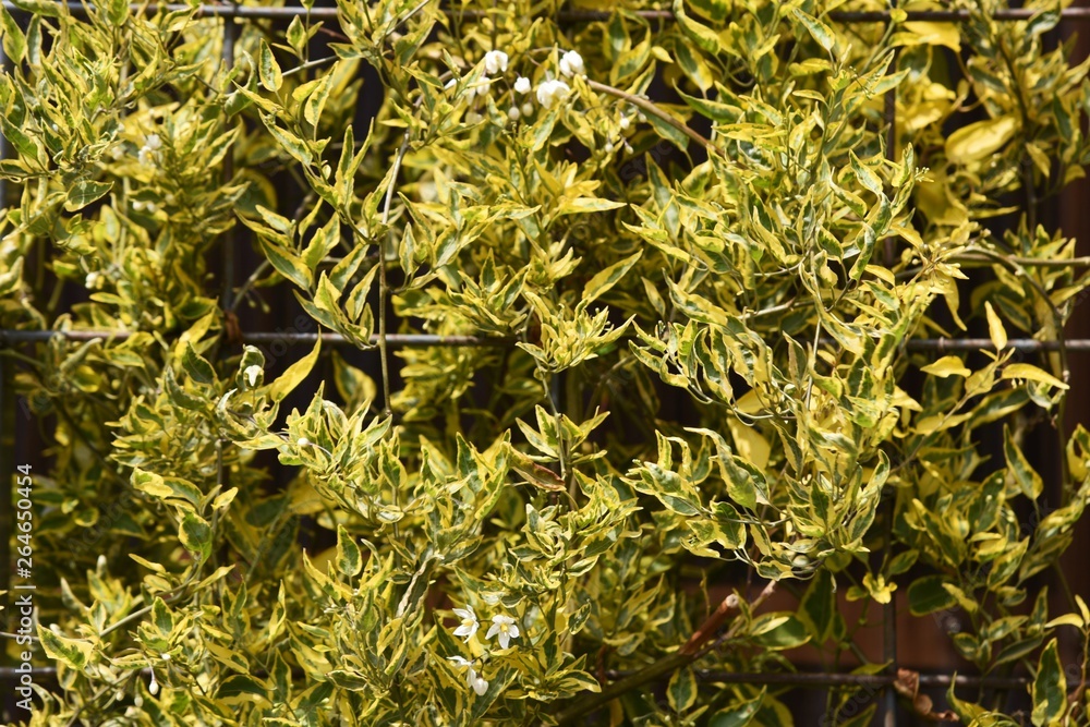 Spotted potato vine / Solanum jasminoides variegata Spotted potato vine / Solanum jasminoides variegata