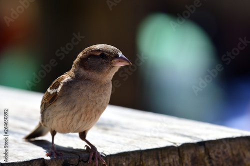 Tableau sur toile Portrait of a sparrow perching on a picnic table