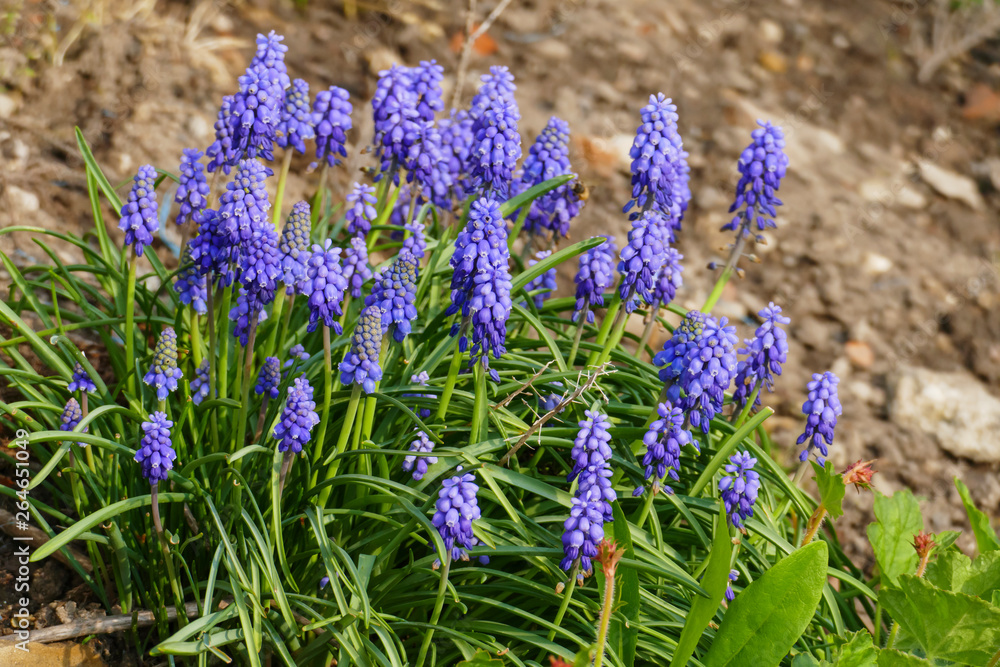 Traubenhyazinthe mit Blüte, Stengel und Blättern im Garten Traubenhyazinthe mit Blüte, Stengel und Blättern im Garten