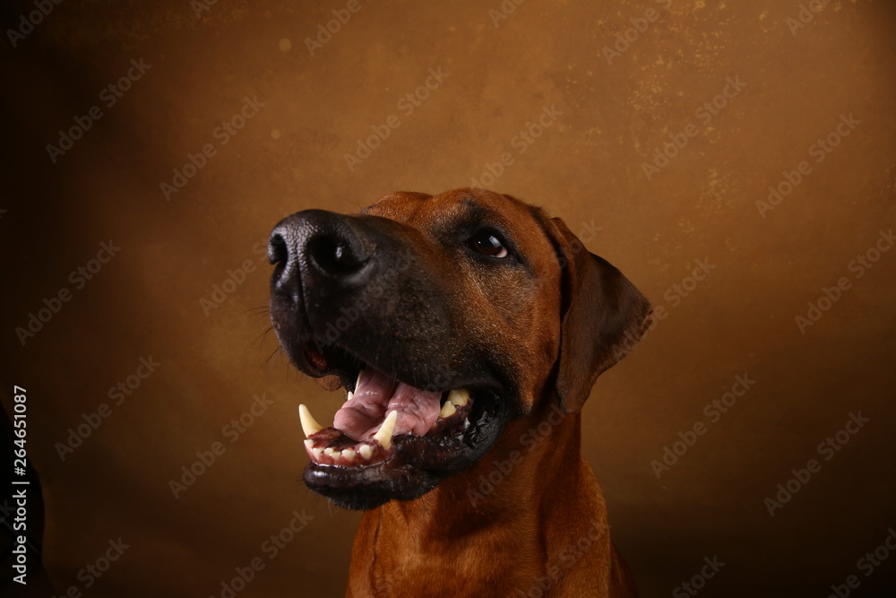 Studio shot of a Rhodesian Ridgeback Dog on brown Background Studio shot of a Rhodesian Ridgeback Dog on brown Background