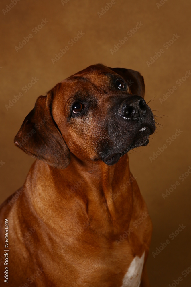 Studio shot of a Rhodesian Ridgeback Dog on brown Background