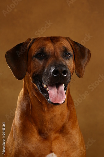 Studio shot of a Rhodesian Ridgeback Dog on brown Background