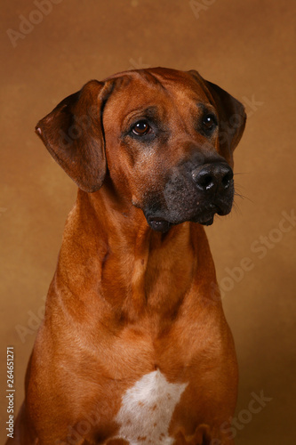 Studio shot of a Rhodesian Ridgeback Dog on brown Background