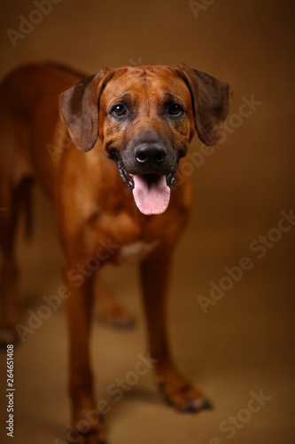 Studio shot of a Rhodesian Ridgeback Dog on brown Background