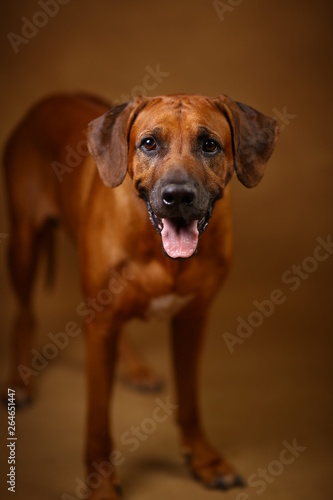 Studio shot of a Rhodesian Ridgeback Dog on brown Background