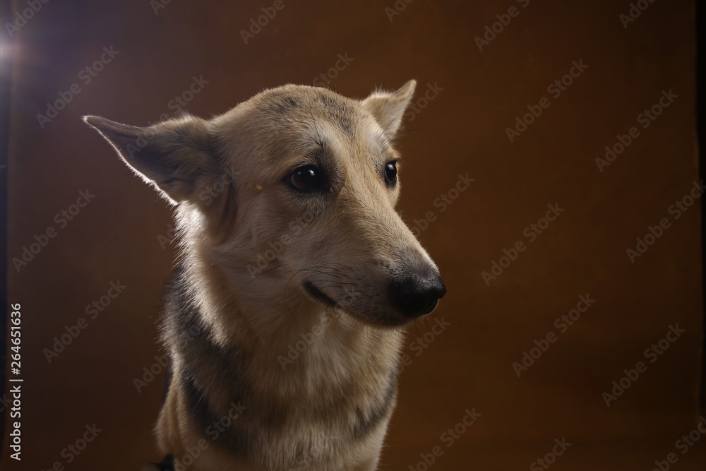 Gray and white mongrel dog sitting in studio on brown blackground and looking at aside Gray and white mongrel dog sitting in studio on brown blackground and looking at aside