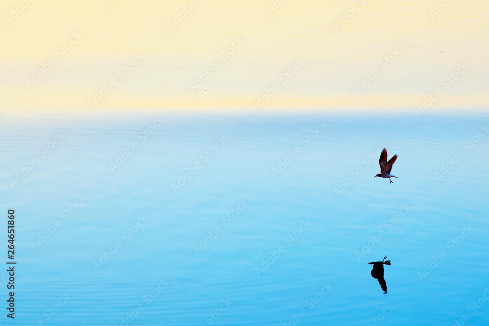 Fototapeta premium gaviota en atardecer