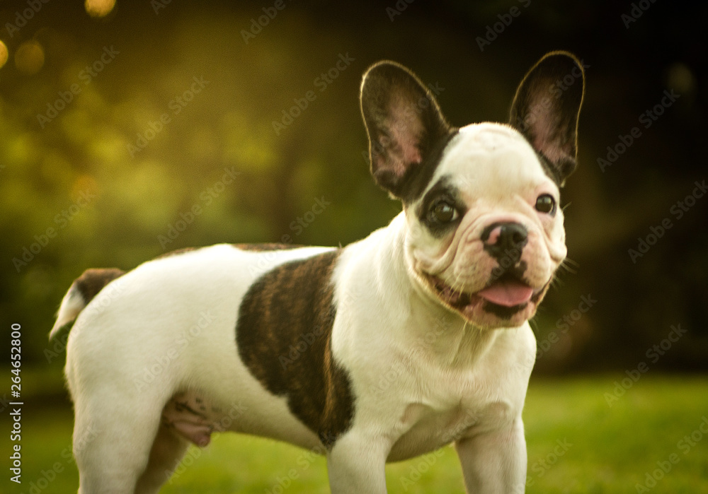 french bulldog on grass