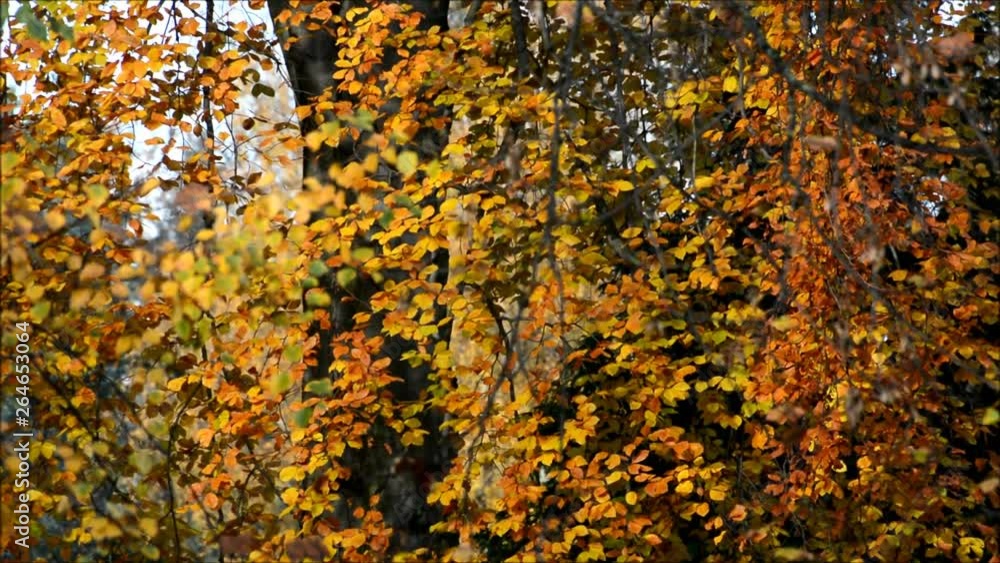 Autumnal Impressions from Berlin Charlottenburg on November 6, 2016, Germany Autumnal Impressions from Berlin Charlottenburg on November 6, 2016, Germany