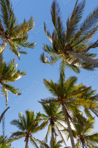 Tall palm trees in Punta Cana