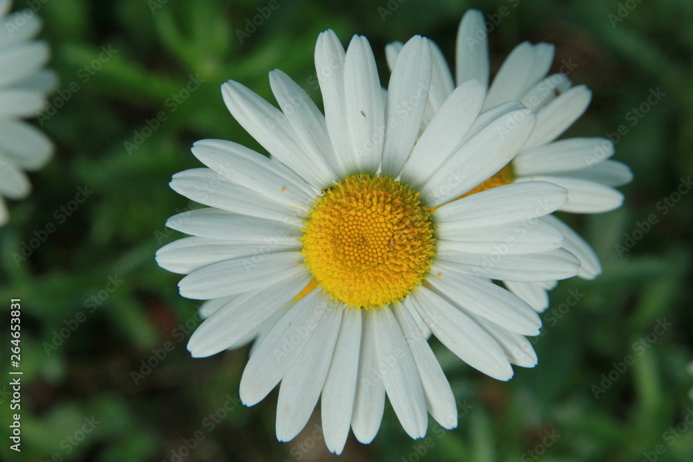 daisy flower