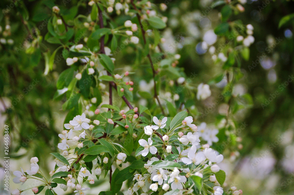 Spring cherry blossoms blooming on a tree. Spring cherry blossoms blooming on a tree.