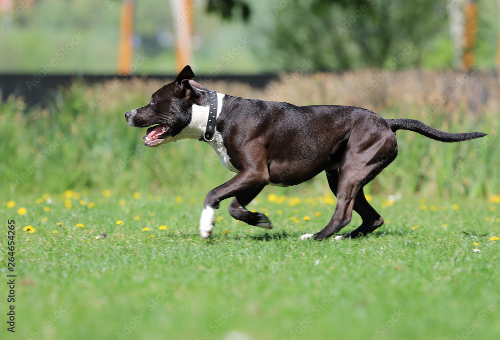 dog running on grass,American staffordshire terrier dog running on grass,American staffordshire terrier