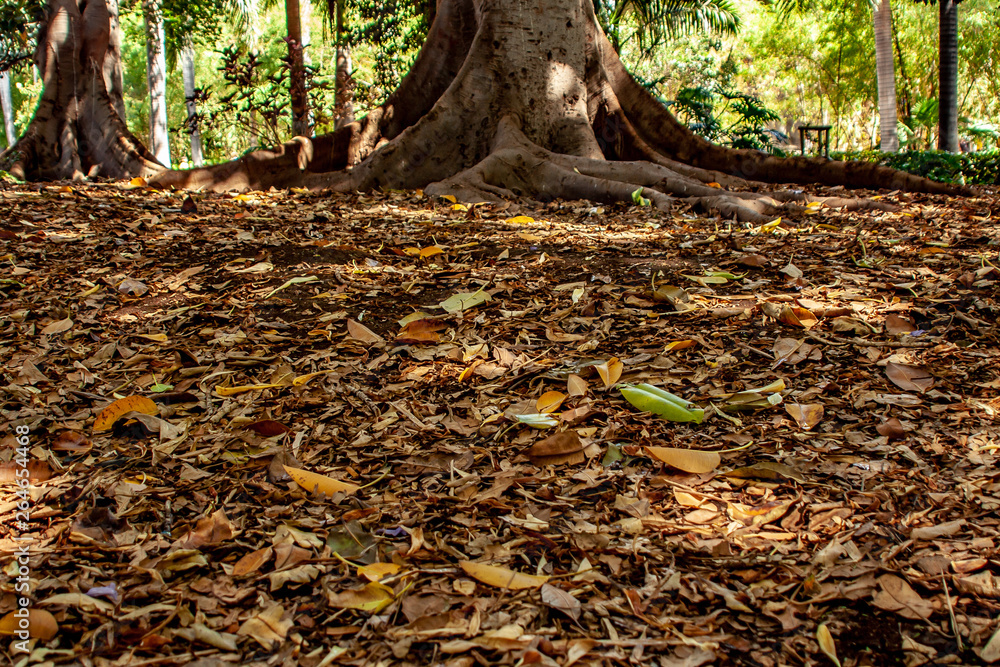 Deep view over foliage to the roots of a tree Deep view over foliage to the roots of a tree