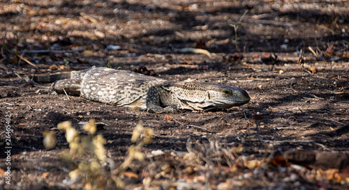 Rock Monitor