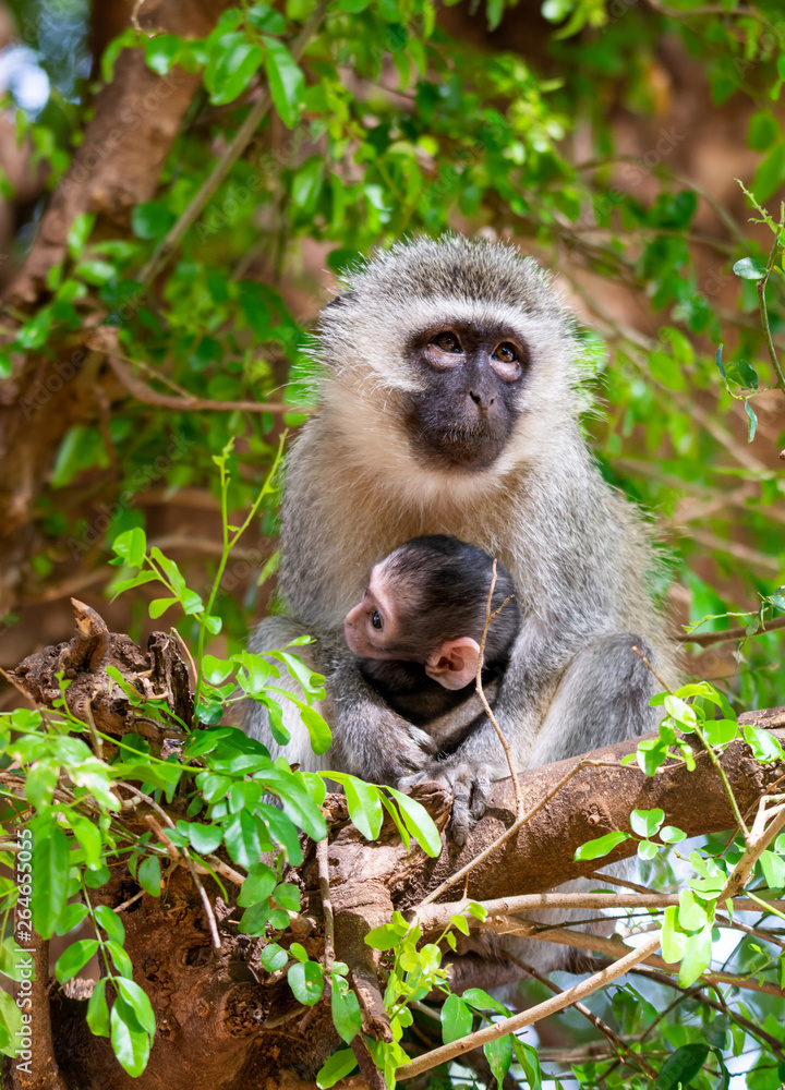 Fototapeta premium Vervet Monkeys