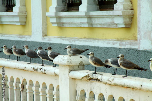 Foto gaviotas paradas