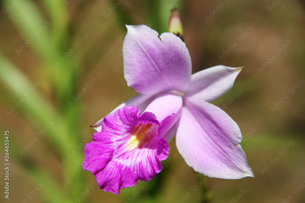 orquidea fucsia