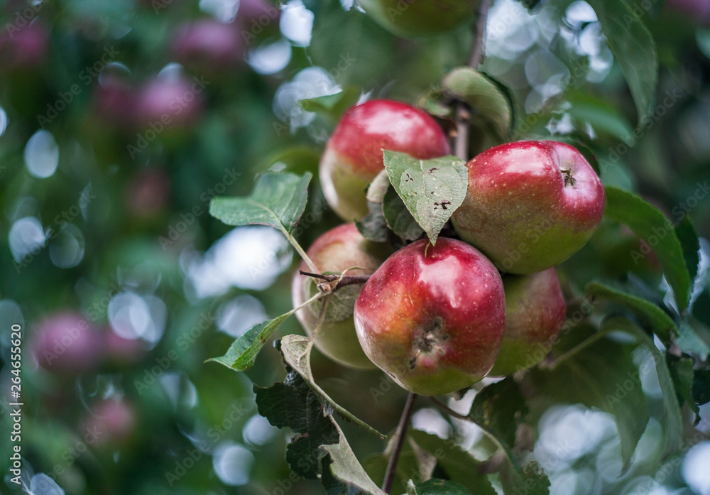 Shiny delicious apples hanging from a tree branch. Fruit harvest. Shiny delicious apples hanging from a tree branch. Fruit harvest.