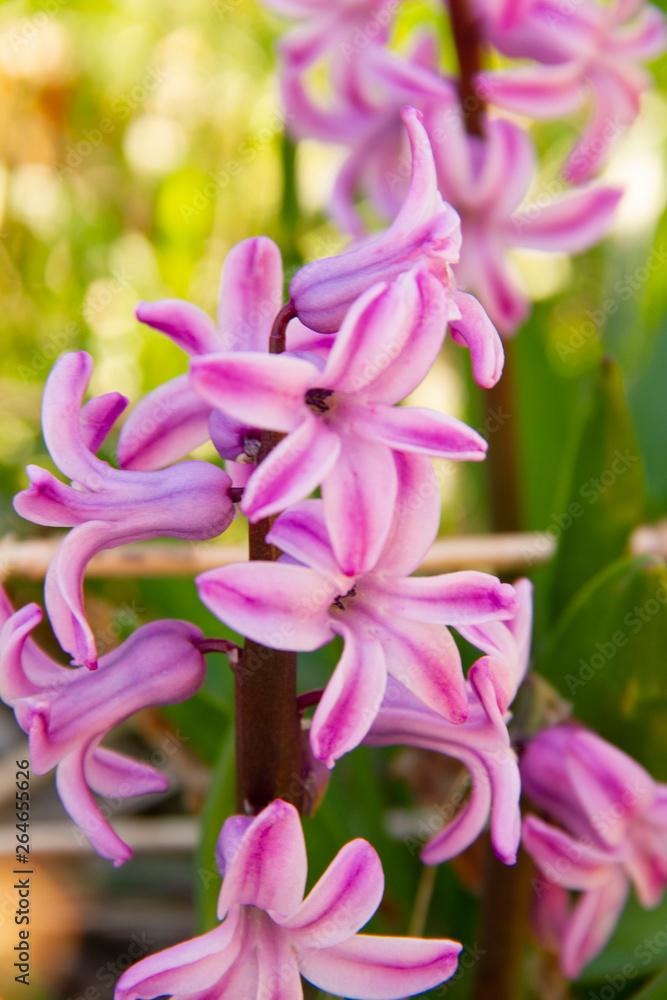 Freshly bloomed Hyacinth