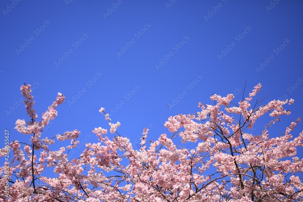 Rosa Blütenzweige vor blauem Himmel mit Platz für Text Rosa Blütenzweige vor blauem Himmel mit Platz für Text