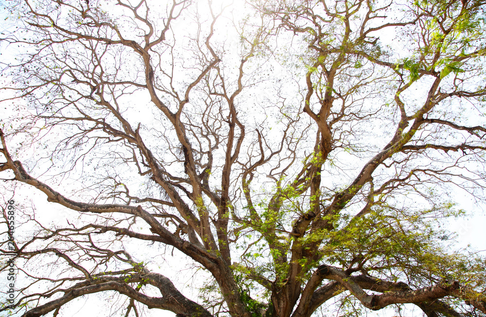 Obraz premium ramas de árbol seco