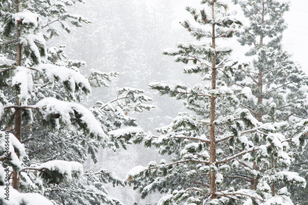 Winter landscape with a pine forest covered with snow during a snowfall with snow-covered tree branches in the foreground Winter landscape with a pine forest covered with snow during a snowfall with snow-covered tree branches in the foreground