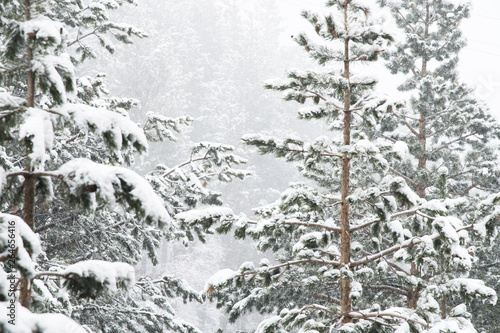 Winter landscape with a pine forest covered with snow during a snowfall with snow-covered tree branches in the foreground