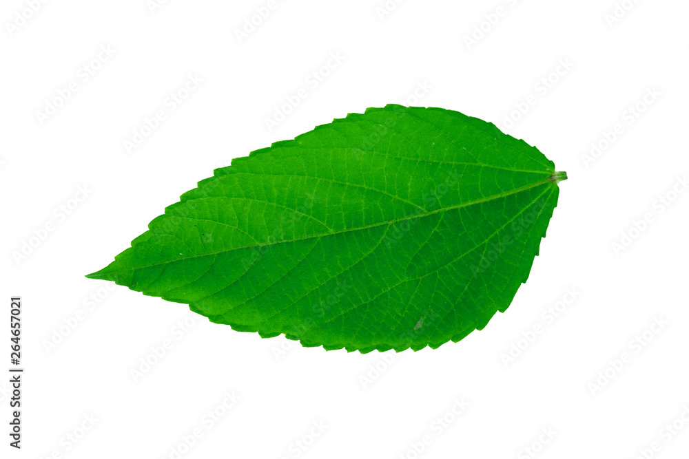 Obraz premium Green leaves, leaf isolated on white background Texture