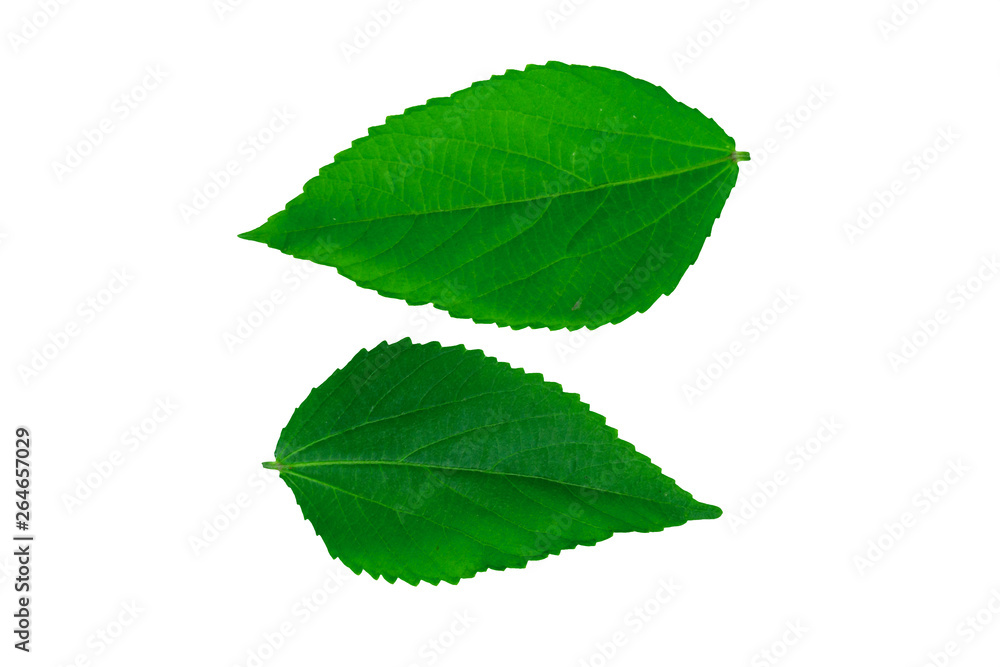 Obraz premium Green leaves, leaf isolated on white background Texture