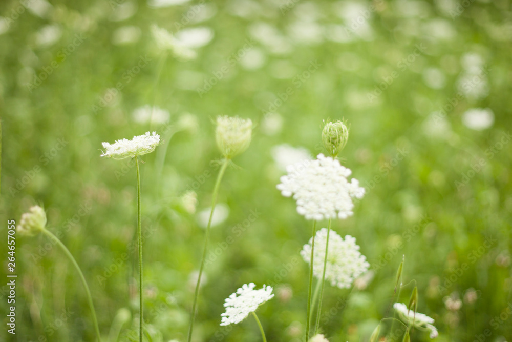 green floral plant background with copy space