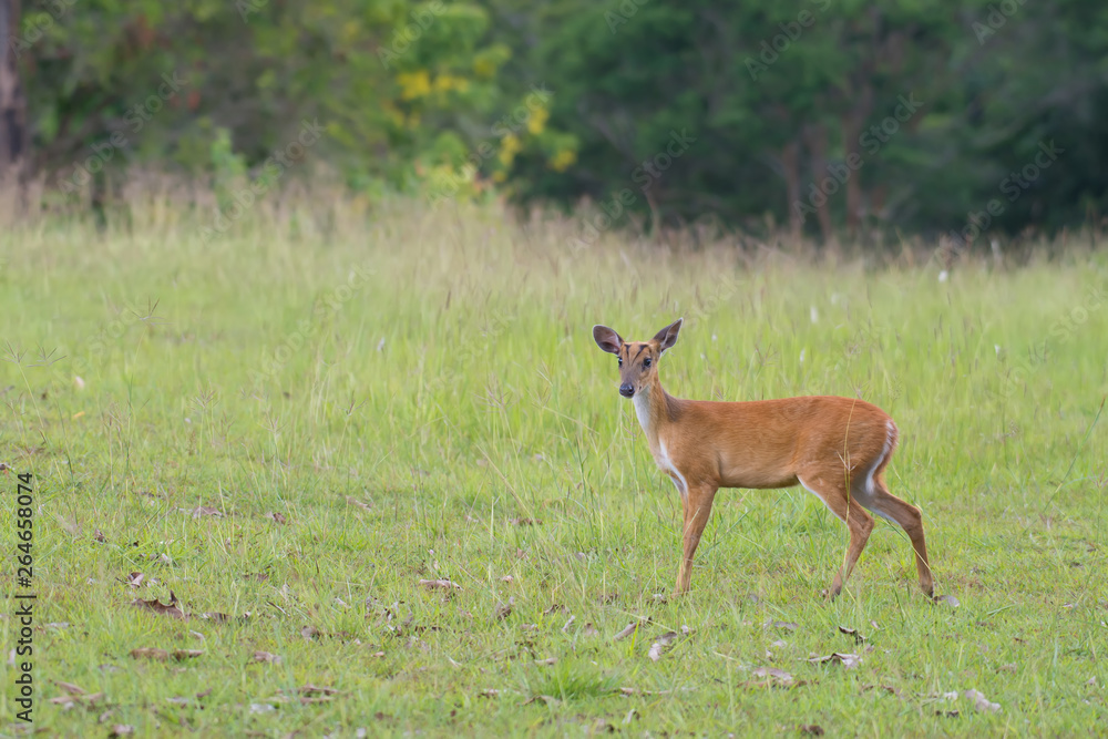 Barking Deer in the grass fields in Khao Yai National Park, Thailand Barking Deer in the grass fields in Khao Yai National Park, Thailand