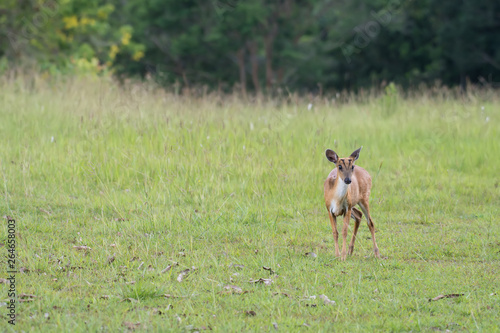 Barking Deer in the grass fields in Khao Yai National Park  Thailand