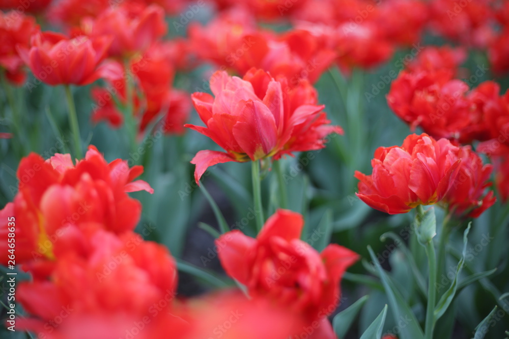 the red tulip is allocated against the background of other flowers. macrophoto the red tulip is allocated against the background of other flowers. macrophoto