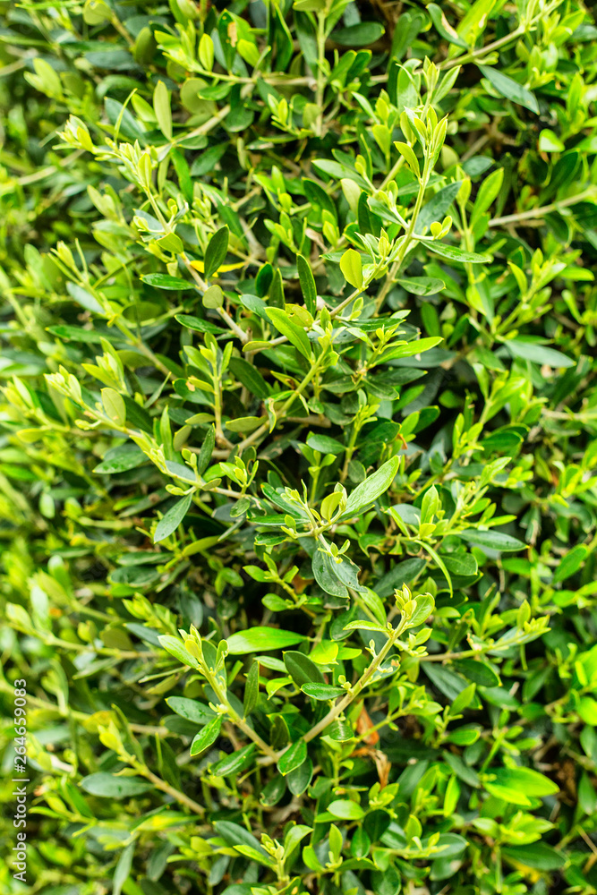 Decorative plants wall in a garden Decorative plants wall in a garden