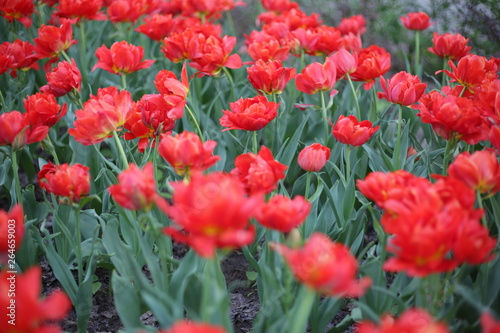 it is a lot of beautiful planted flowers. red tulip. flowers grow on a glade