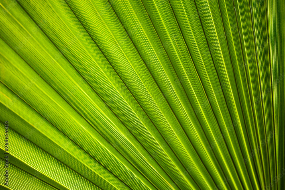 green floral plant background with copy space green floral plant background with copy space