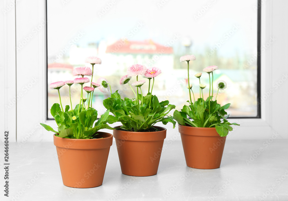 Beautiful blooming daisies in pots on window sill. Spring flowers Beautiful blooming daisies in pots on window sill. Spring flowers