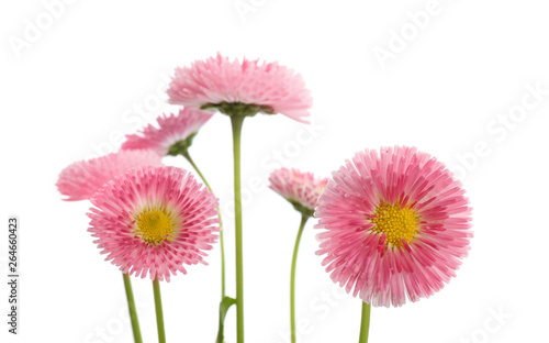 Beautiful blooming daisies against white background. Spring flowers