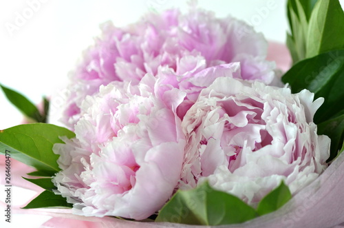 Fototapeta Naklejka Na Ścianę i Meble -  Light pink peony bouquet wrapped in tissue paper on pink background with copy space
