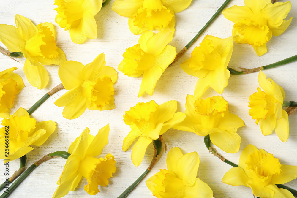 Flat lay composition with daffodils on white wooden background. Fresh spring flowers Flat lay composition with daffodils on white wooden background. Fresh spring flowers