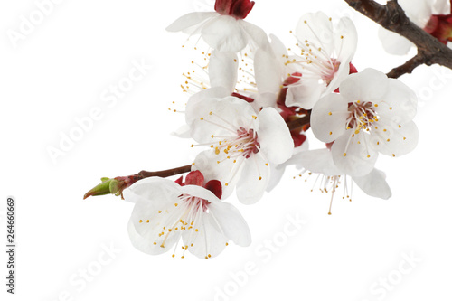 Beautiful fresh spring flowers on white background, closeup