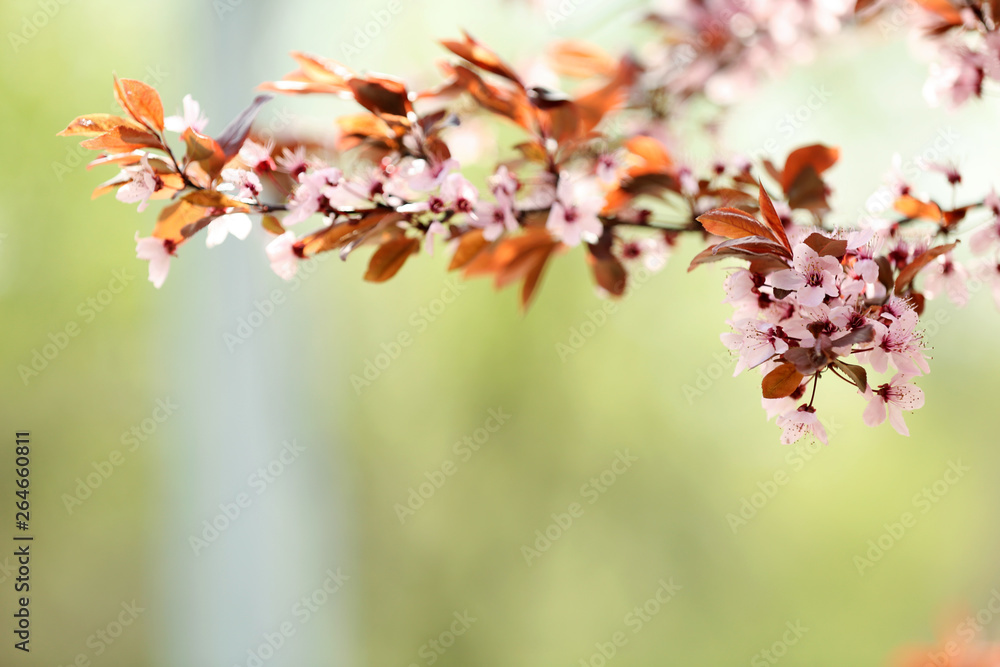 Closeup view of tree branches with tiny flowers outdoors, space for text. Amazing spring blossom