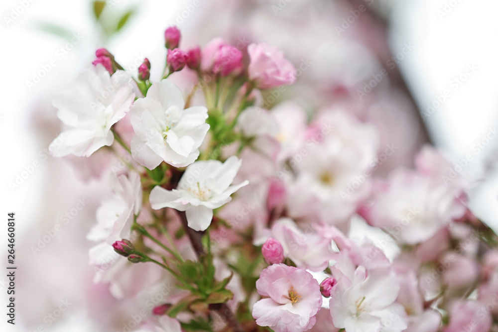 Closeup view of tree branch with tender flowers outdoors. Amazing spring blossom