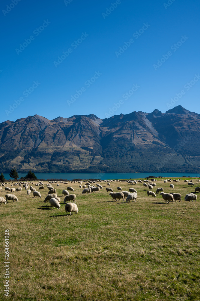 Naklejka premium Sheep in a field in New Zealand with a view of the mountains