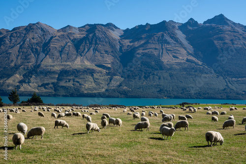 Sheep in a field in New Zealand with a view of the mountains photo