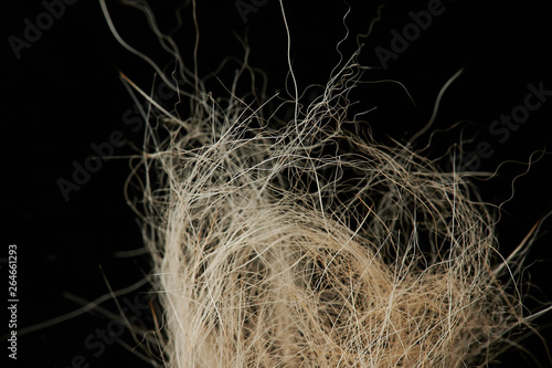 Messy animal hair