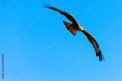 Flying red kite  Milvus milvus 