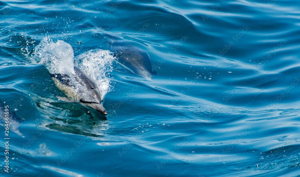 Obraz premium Strąk z delfinami pływającymi i skaczącymi razem. Niebieska woda. Delfiny.