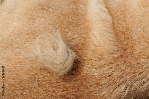 Piece of animal fur © PixieMe